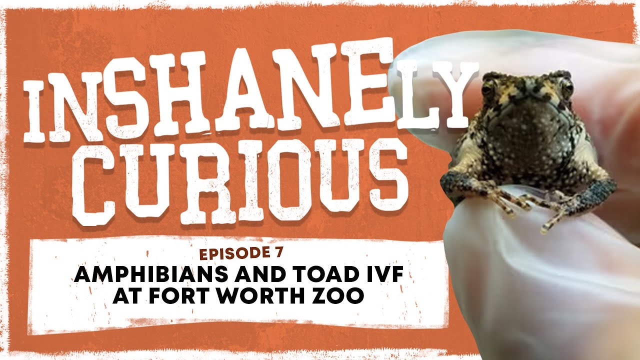 Amphibians And Toad IVF At Fort Worth Zoo | Inshanely Curious Ep 7