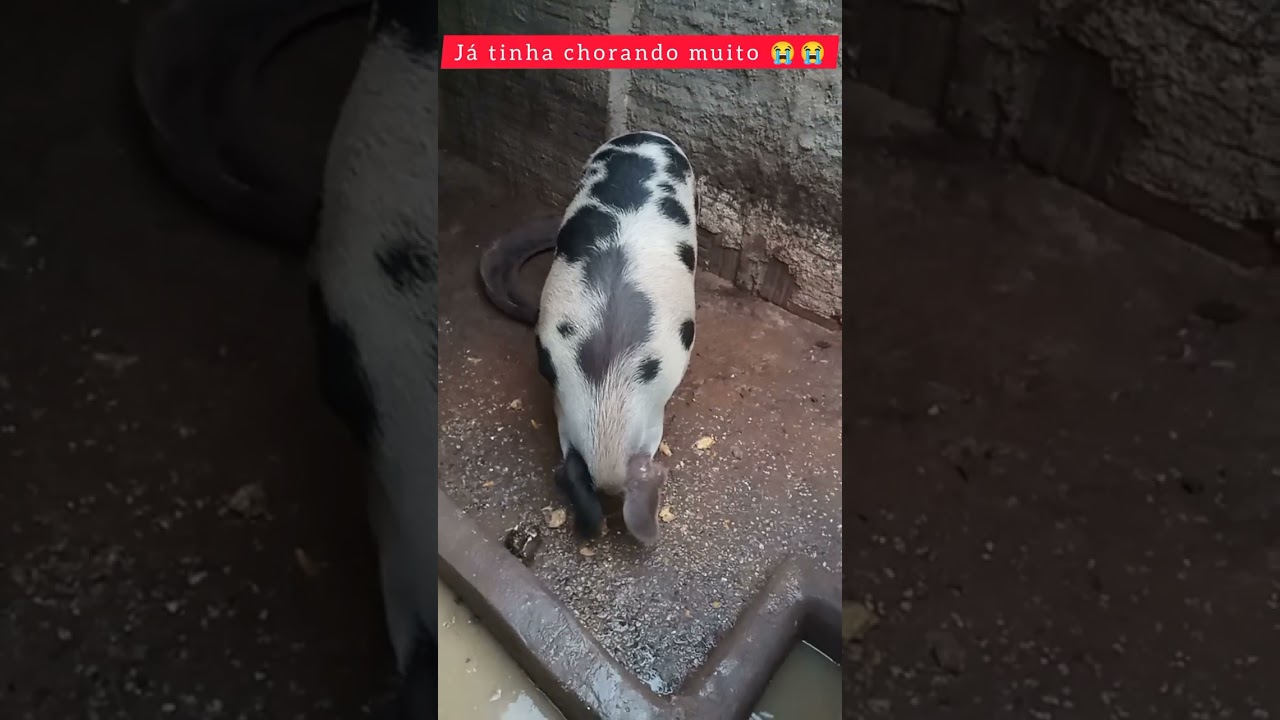 Depois de tudo que aconteceu fiquei muito mal 😔😔🐢🐶🐷🐖