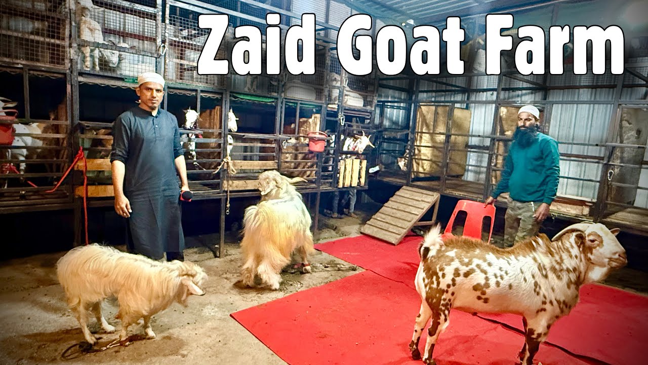 Zaid Goat Farm Pune | Full Farm Tour | Barbari Breeding Setup