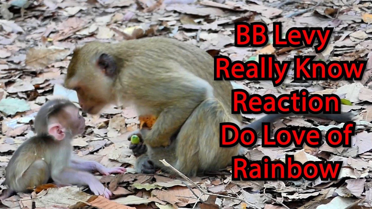 BB Levy  Really Know Reaction Do Love of Rainbow when Libby left from him !