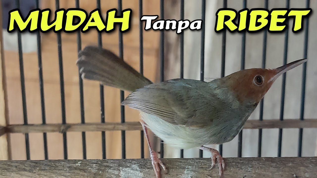 Cara Merawat Burung Prenjak Dengan Mudah Tanpa Ribet Meskipun Sibuk Kerja/Sekolah