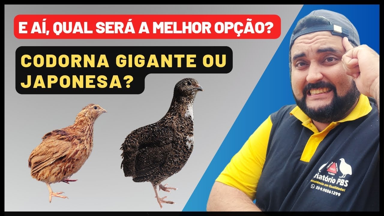 COM QUAL CODORNA DEVO INICIAR Minha Criação? | Qual É A Melhor CODORNA, GIGANTE OU JAPONESA?