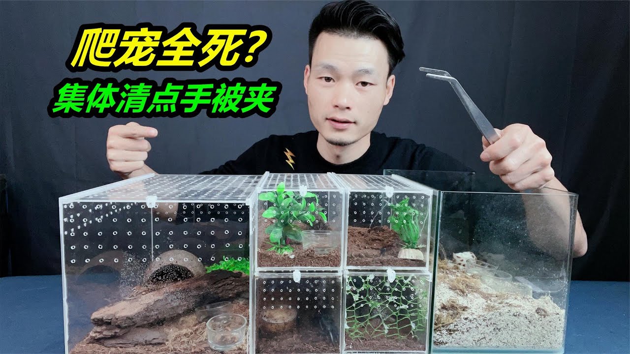 據廣大粉絲猜測，我養的爬寵已經全軍覆沒，到底是不是真的