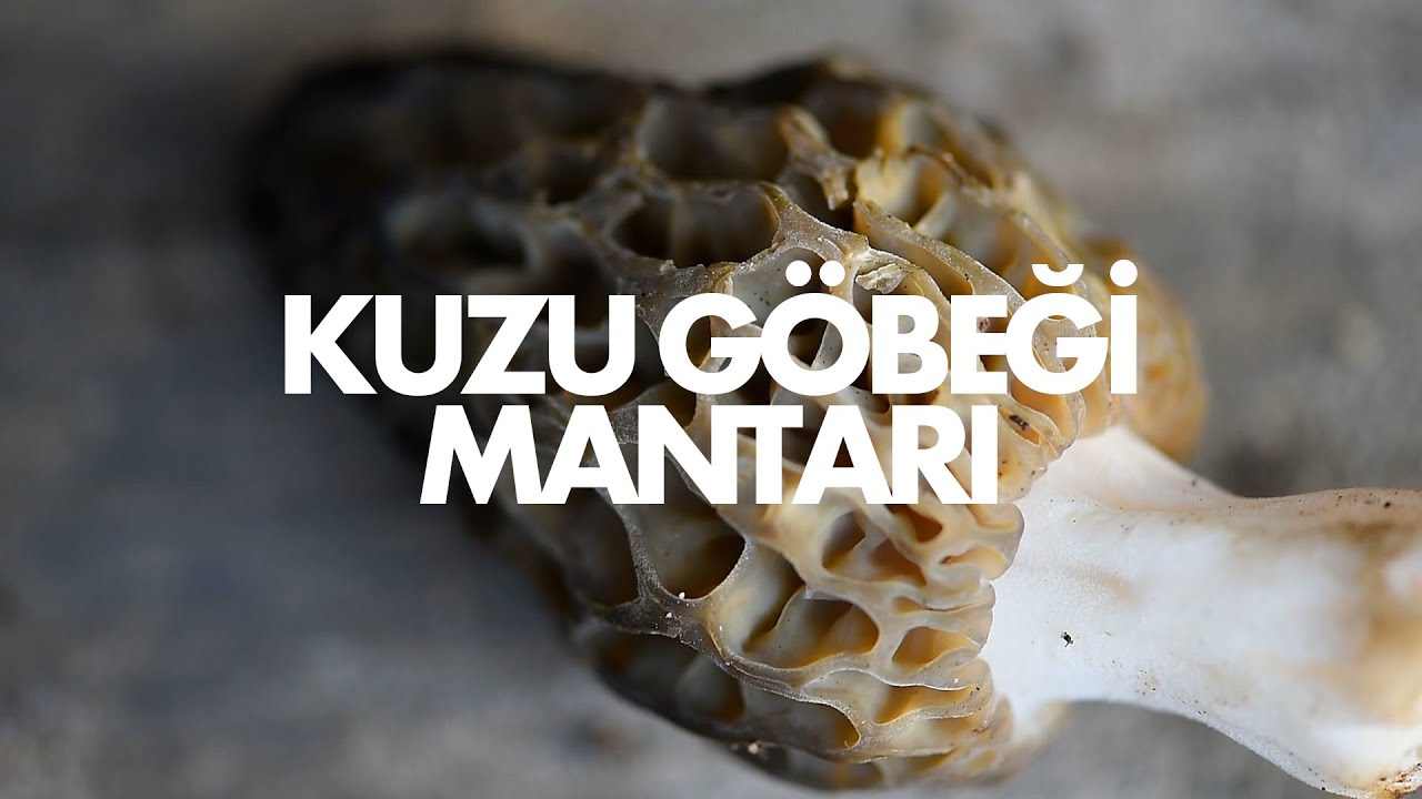 Kuzu Göbeği Mantarı | Toprağın Bereketi