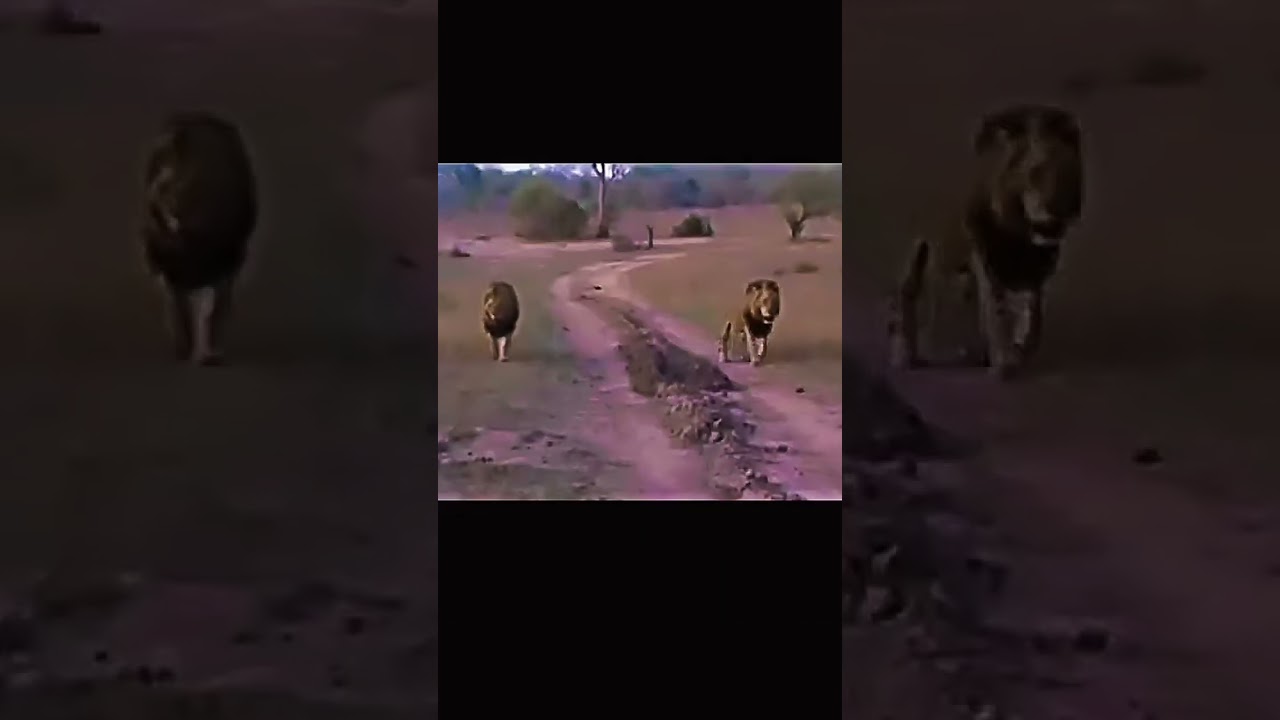 Kinky tail & Mr t⚔️🏴&zwj;☠️|the best duo of all time ☠️🦁⚔️| #king #lionking #lion#viralvideo #viral