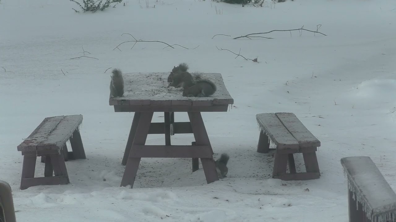 Squirrels Ahoy! Monday, January 26, 2026