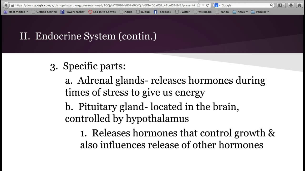 Module 4 Notes: Endocrine System