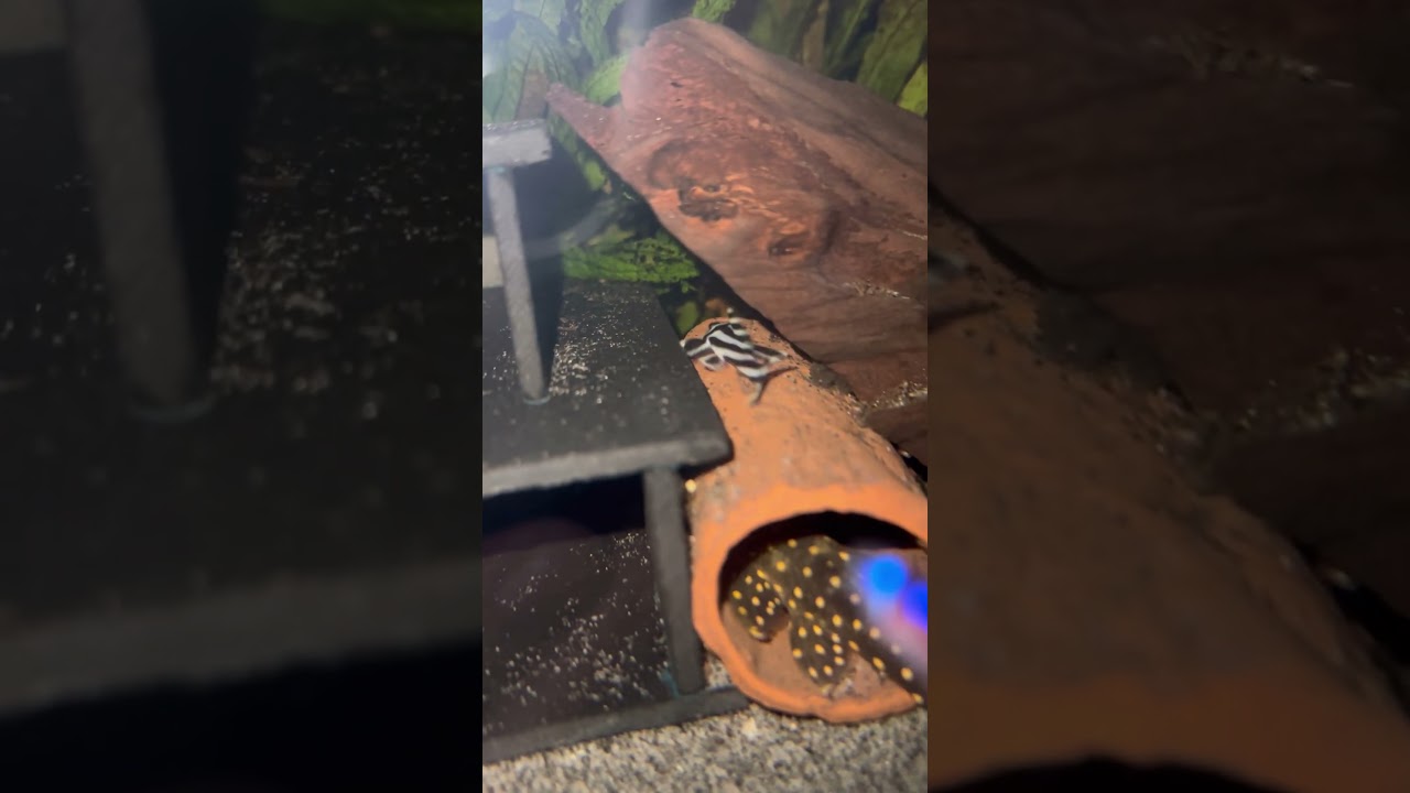 Shearer our L046 zebra pleco out for a midnight stroll 😍