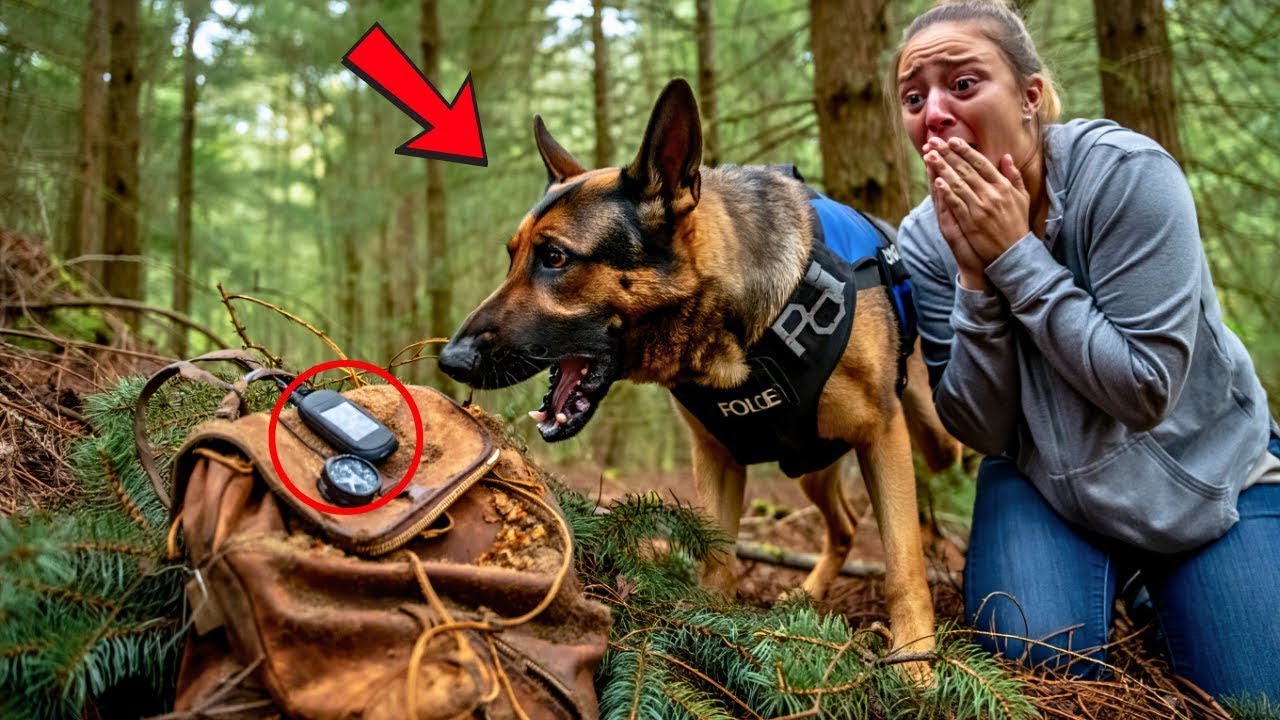K9 Uncovers Dark Secrets  Doctor's Murder Exposed After 4 Years of Deception
