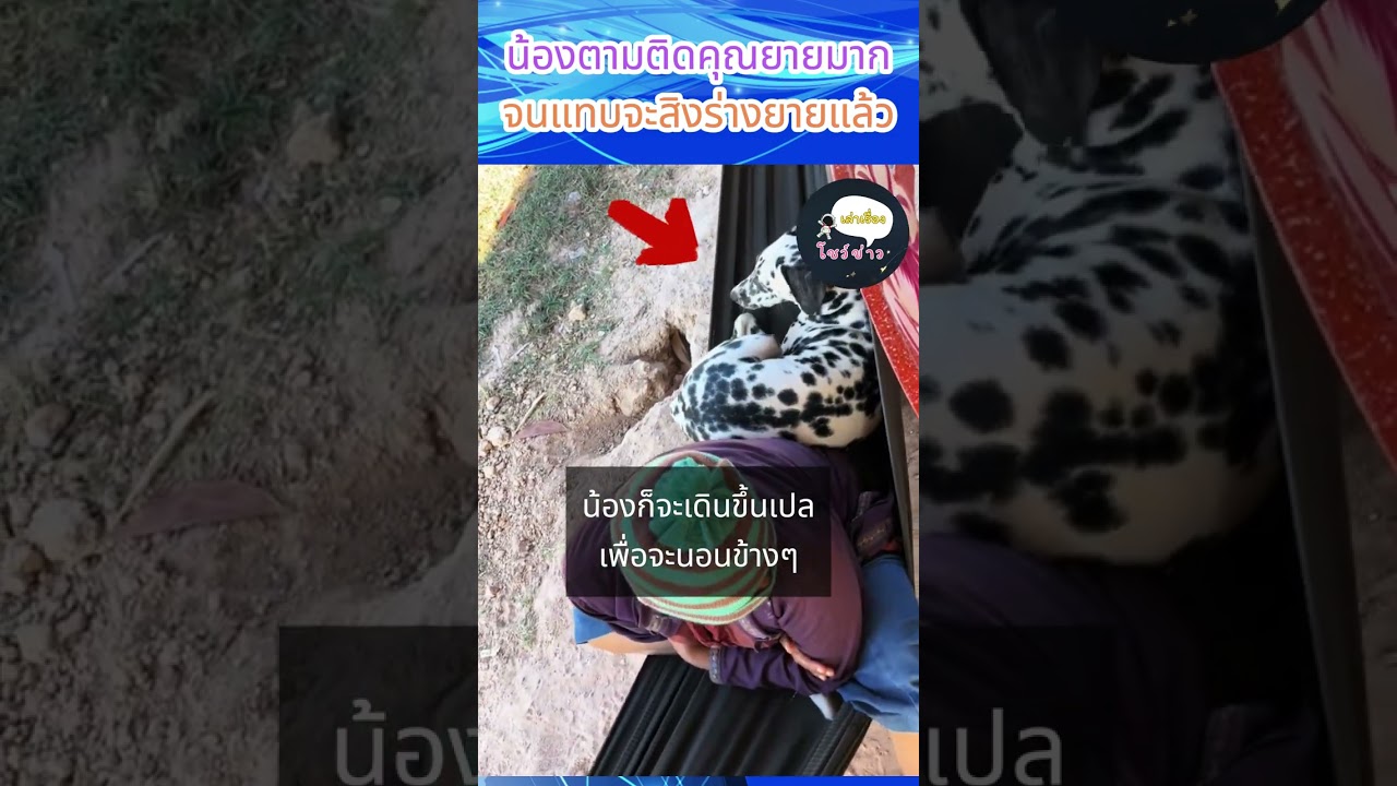 น้องจะสิงร่างคุณยายแล้ว @earn..0908 #เล่าเรื่อง #หมาน่ารัก #หมาดื้อ #หมาตลก #หมาแสนรู้ #หมาลายจุด