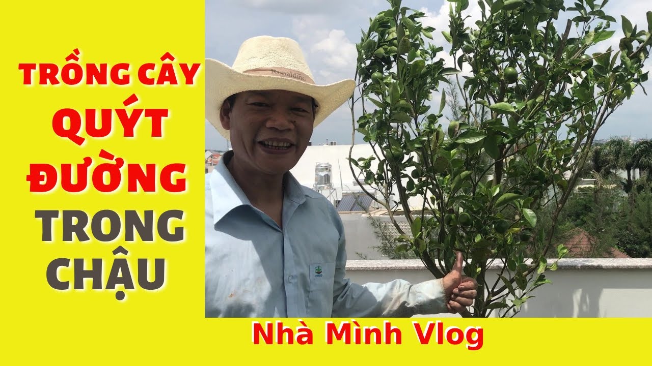 Hành trình trồng cây Quýt Đường trong chậu trên sân thượng | Nha Minh Vlog