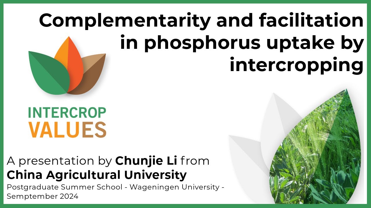 Complementarity and Facilitation in Phosphorus Uptake by Intercropping | IntercropVALUES