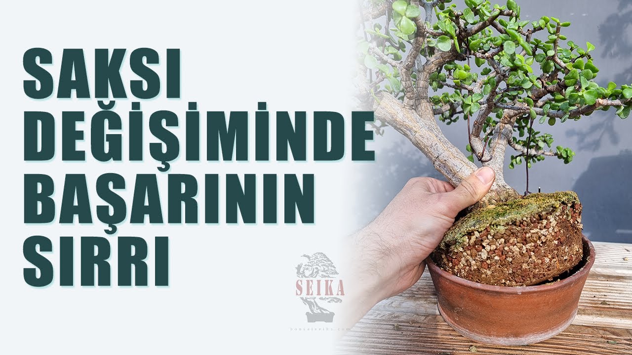 Bonsailerde Saksı Değişiminde ve Kök Budamada Başarının Sırrı | Kullandığımız Özel Ürünler!