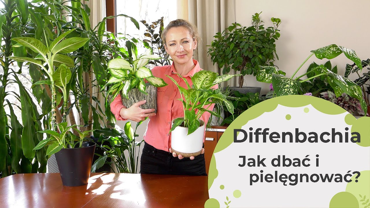 Diffenbachia. Jak pielęgnować, przesadzać i dbać o diffenbachie? Odporna domowa roślina doniczkowa.