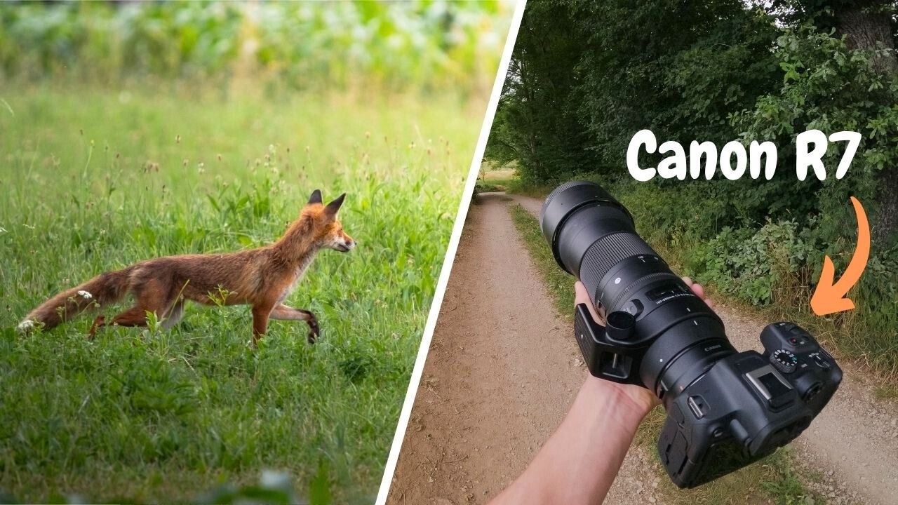 POV Wildlife Photography – Foxes & Birds | Canon R7
