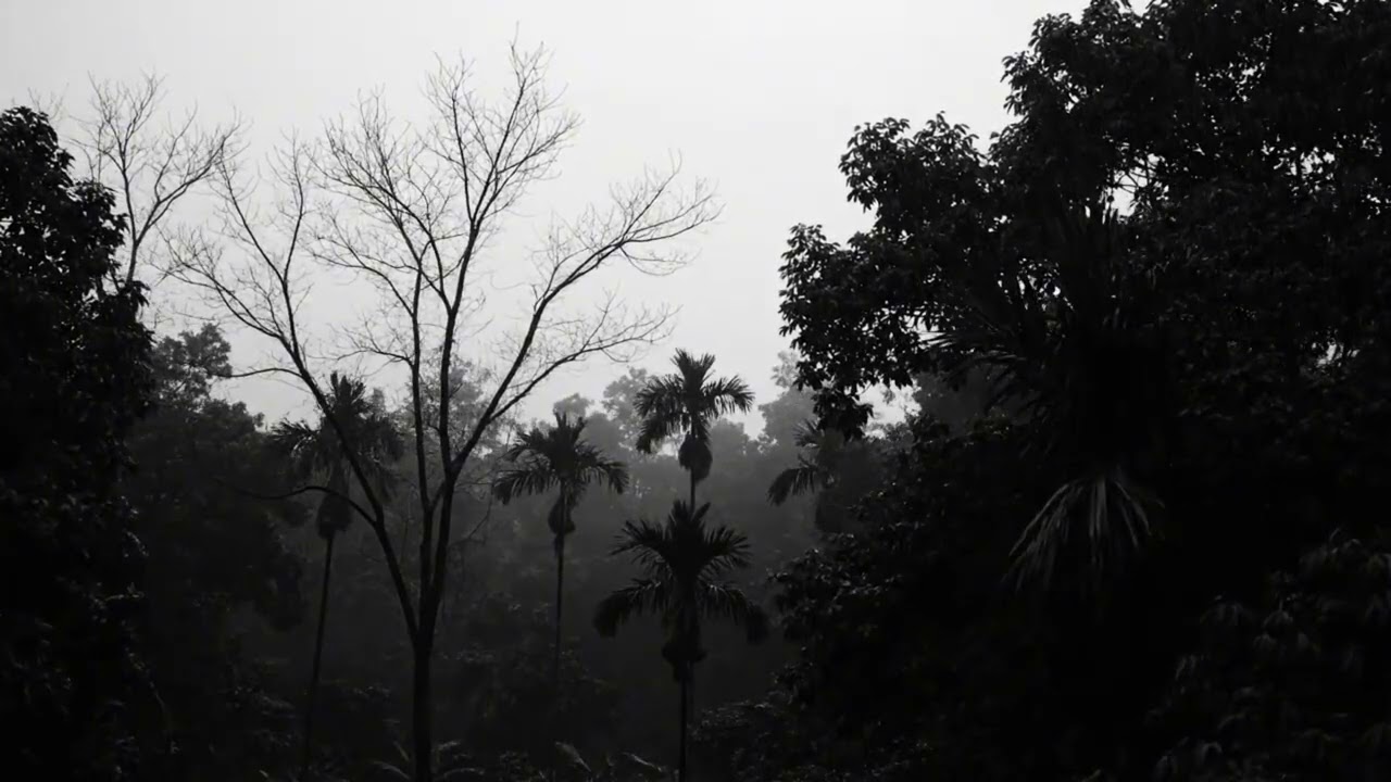 Rainstorm with Thunder and Heavy Rain in the Forest for Meditation Sleep