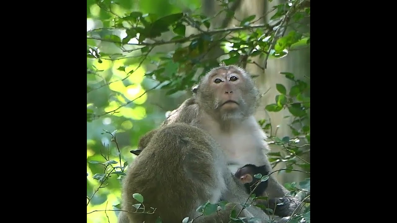 Baby Monkey Draya stay safe with mom on the tree