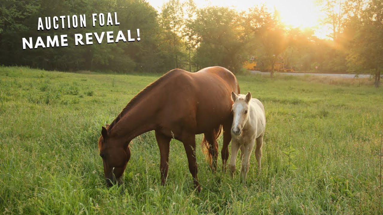Rescued Mare And Foal Evaluation
