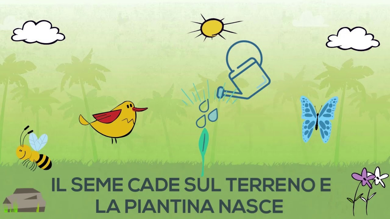 Storia di un semino