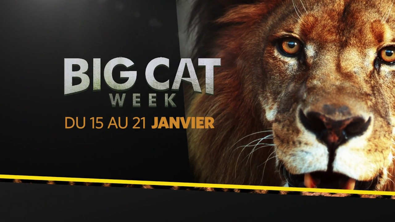 La Big Cat Week est de retour jusqu'au 21 janvier !