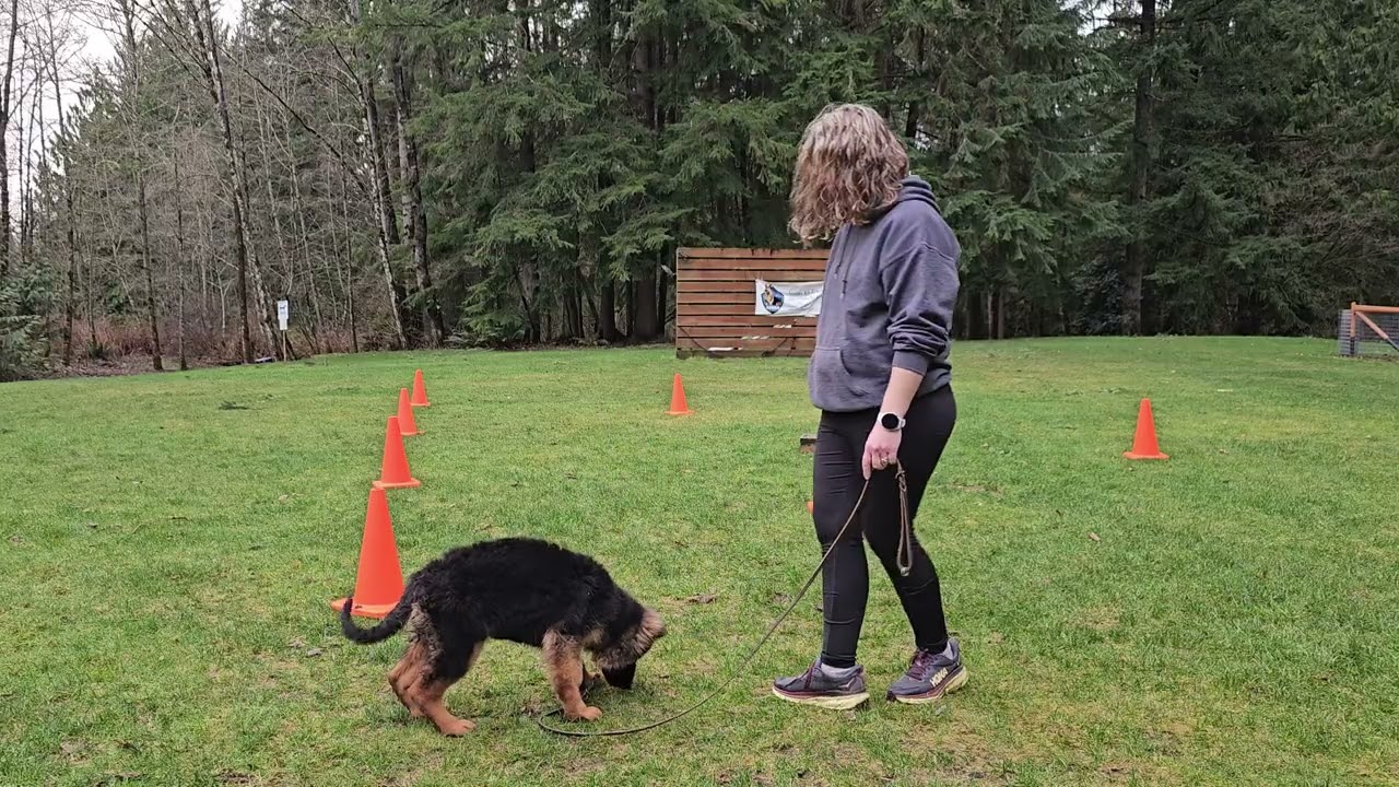 What does a beginning training session look like with a young puppy? 