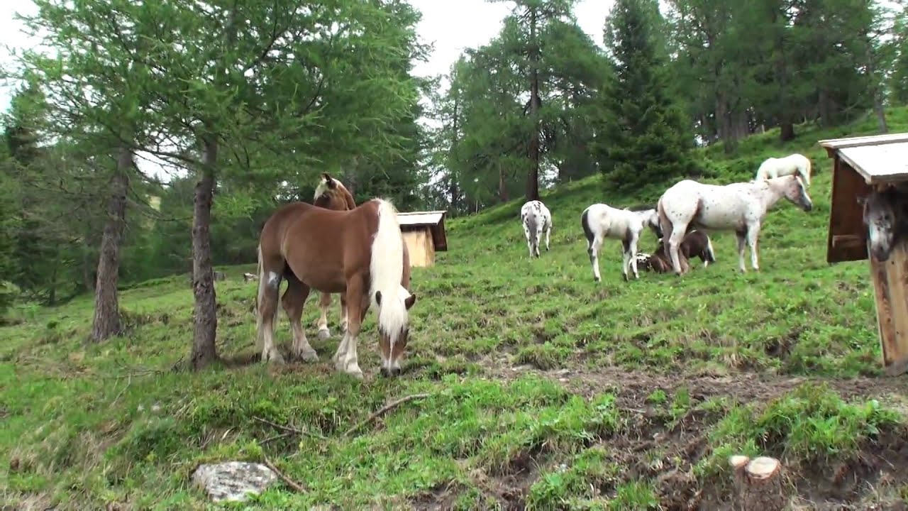 Pony-Alm Katschberg