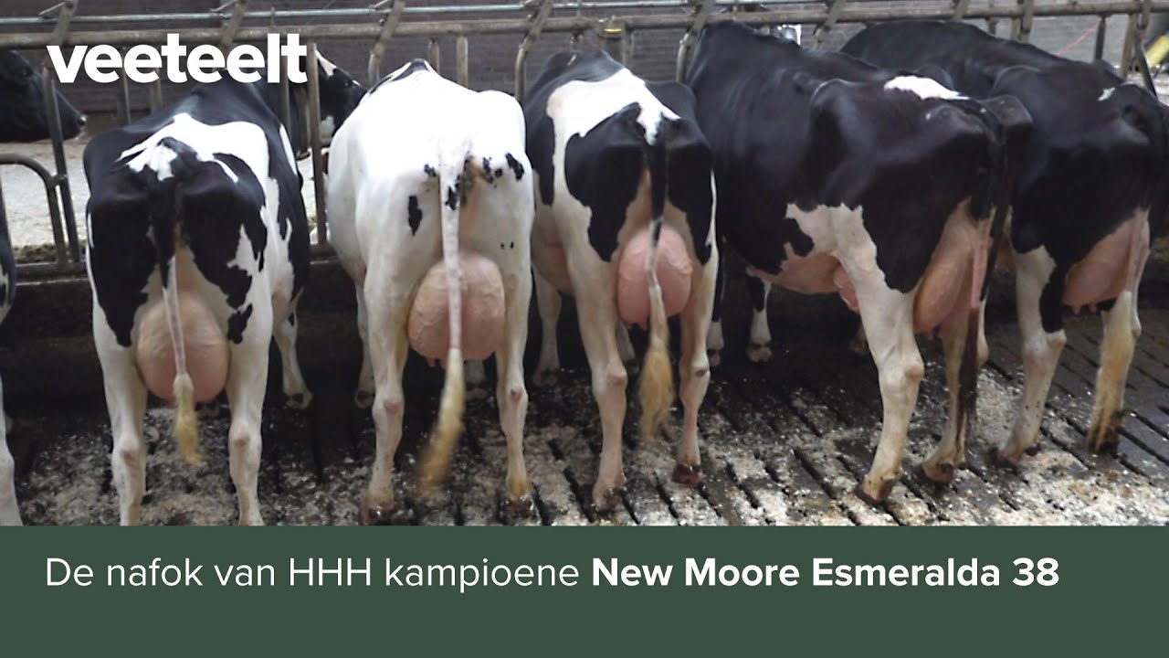 Nafok van HHH-kampioene New Moore Esmeralda 38
