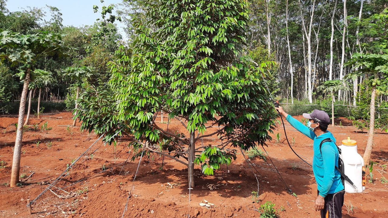 Penting..! Penyemprotan Rutin pada Tanaman Durian