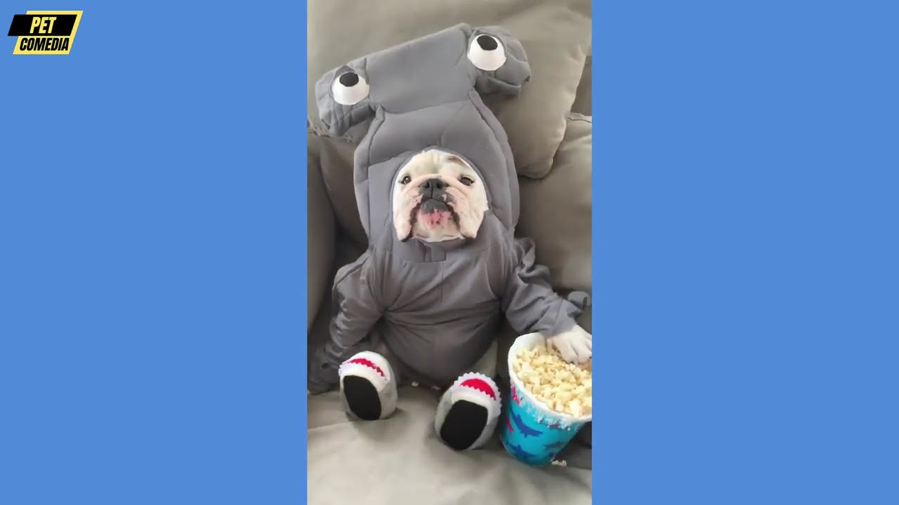 Hilarious Funny Dog Compilation| Cutest and Funniest Dogs Ever! Compilation #99 | Pet Comedia
