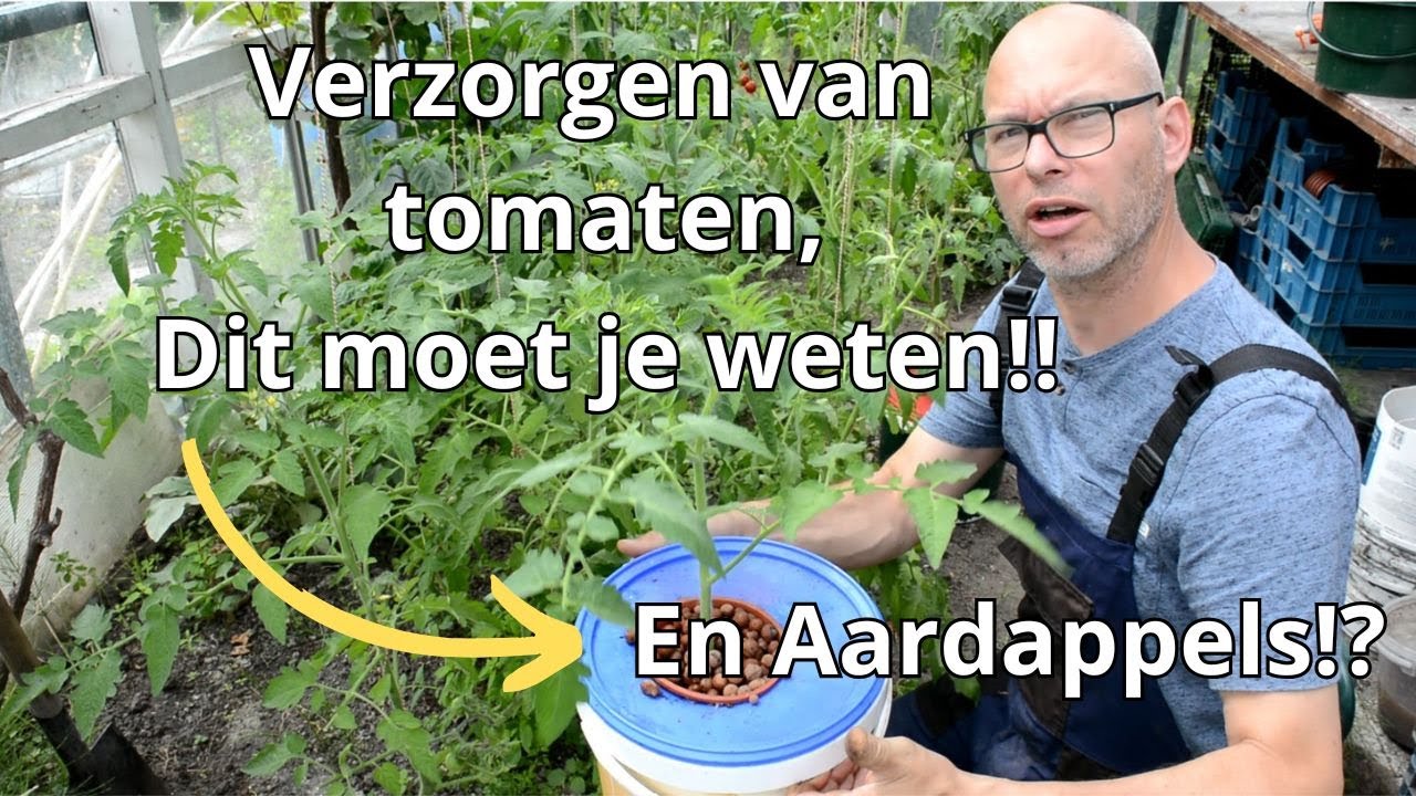 Verzorging van Tomatenplanten: Dit Moet Je Weten!
