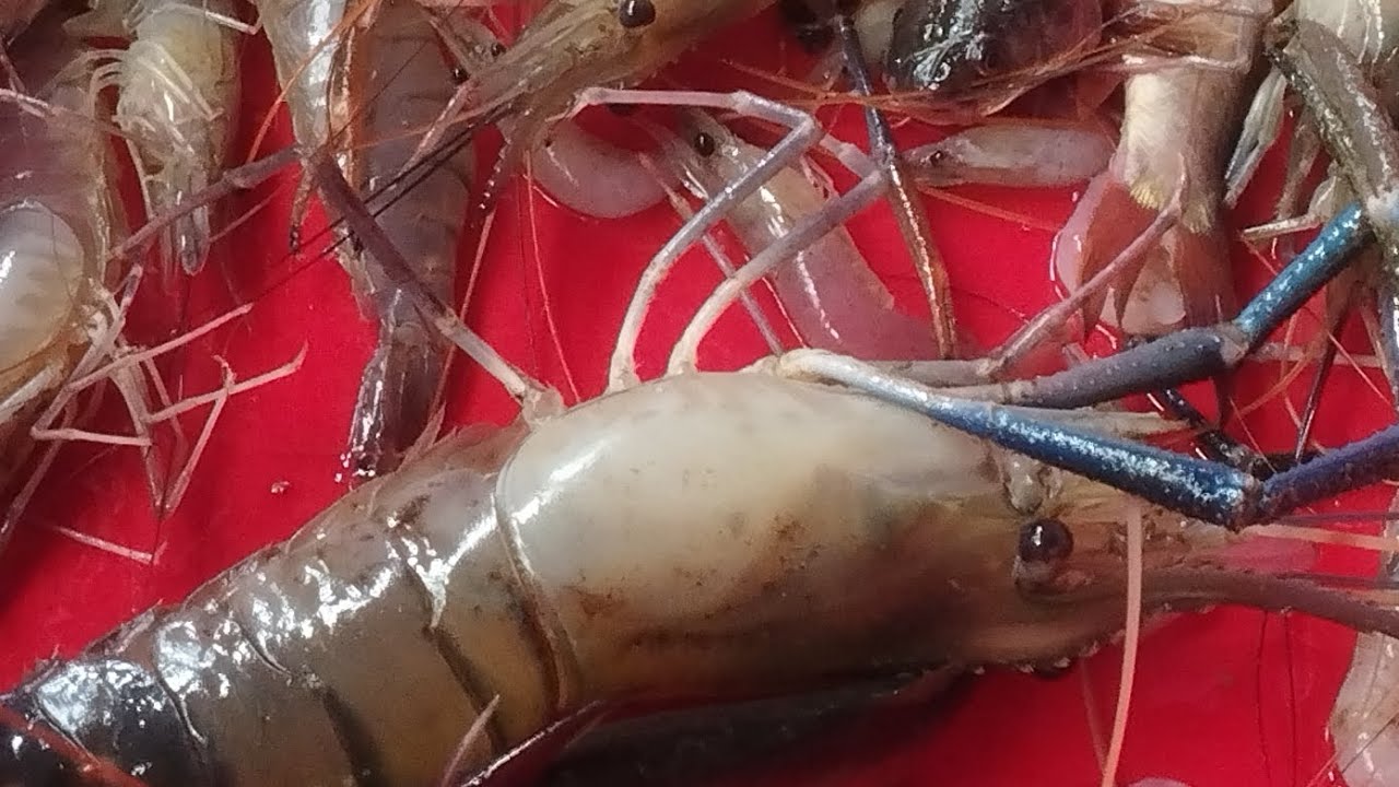 এখানে নদীর হাতে ধরা কত বড় বড় গলদা চিংড়ি টেংরা মাছ বিক্রি করে 