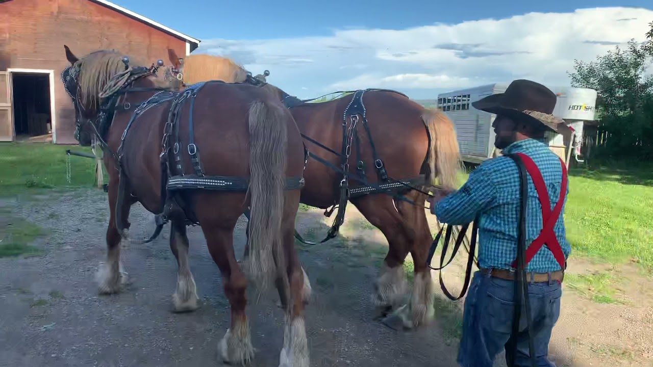 How to drive a draft horse team- Hartell homestead