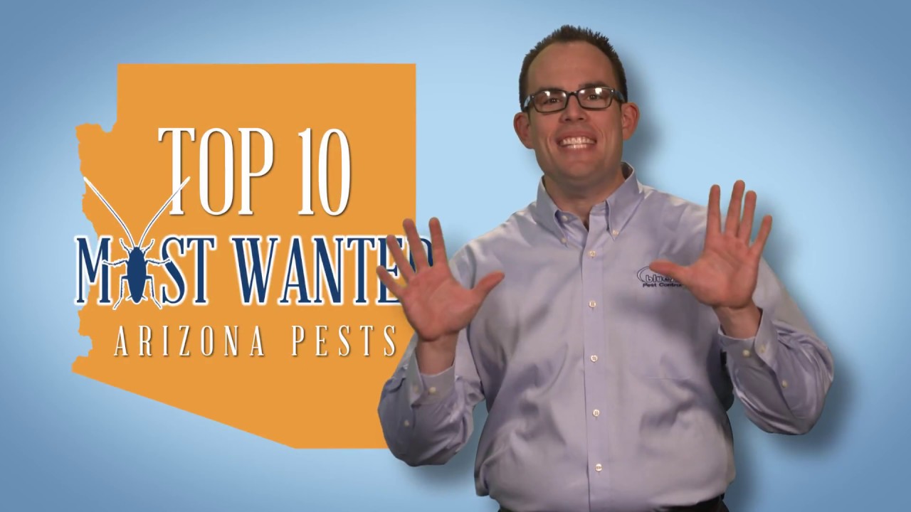 Arizona's Top 10 Pests | Bluesky Pest Control