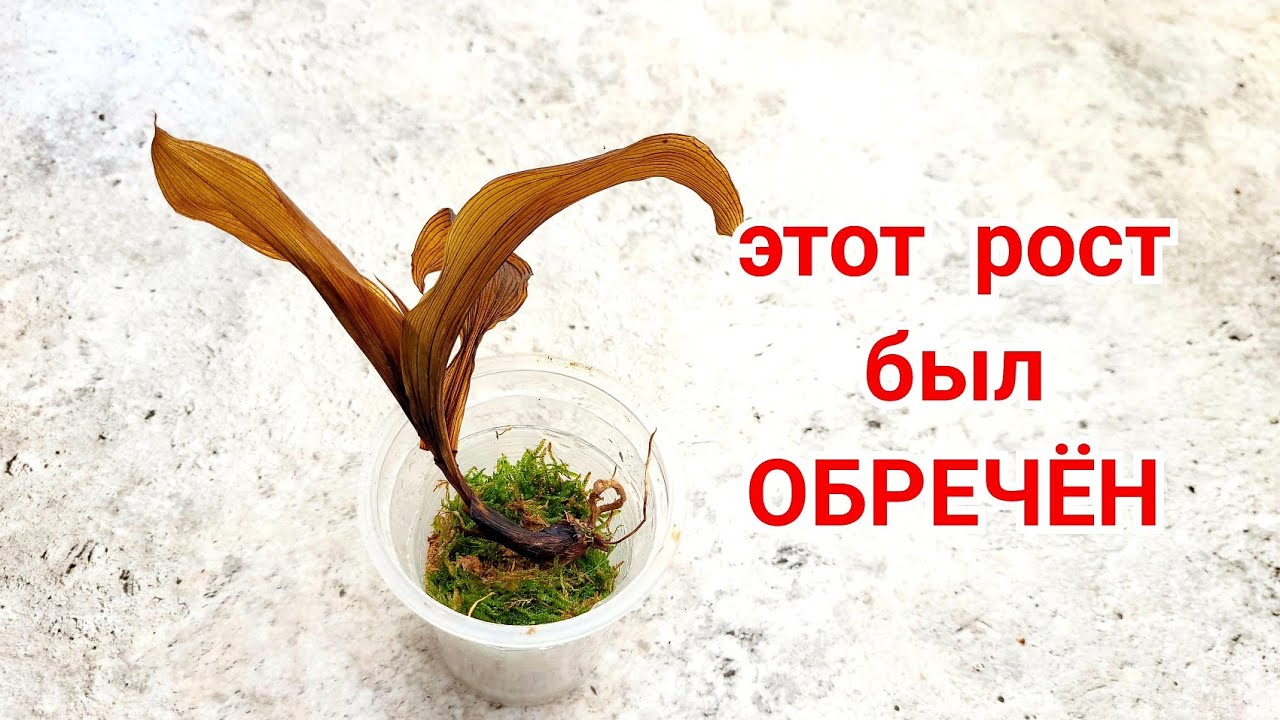 Неудача Орхидеи.