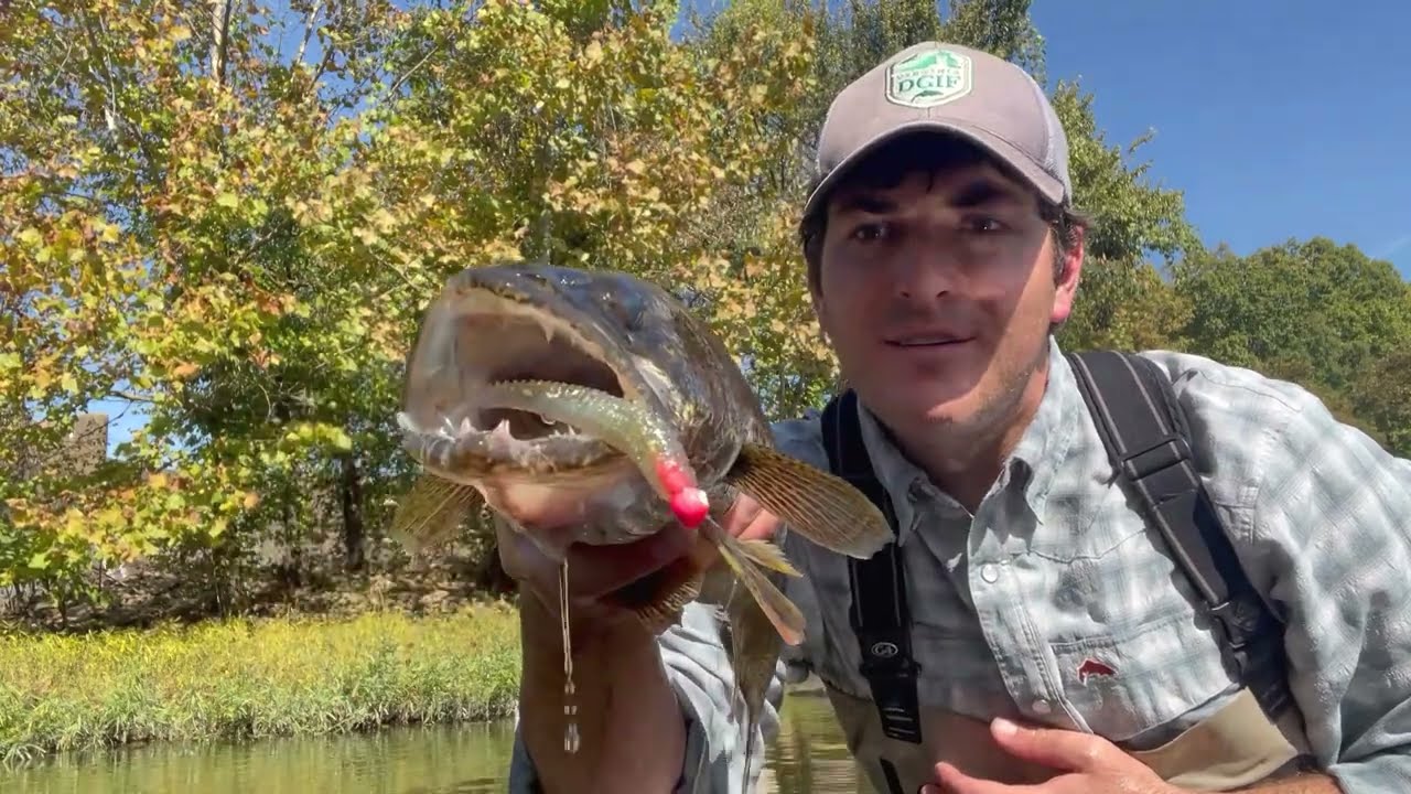 Saugeye Fishing in Virginia