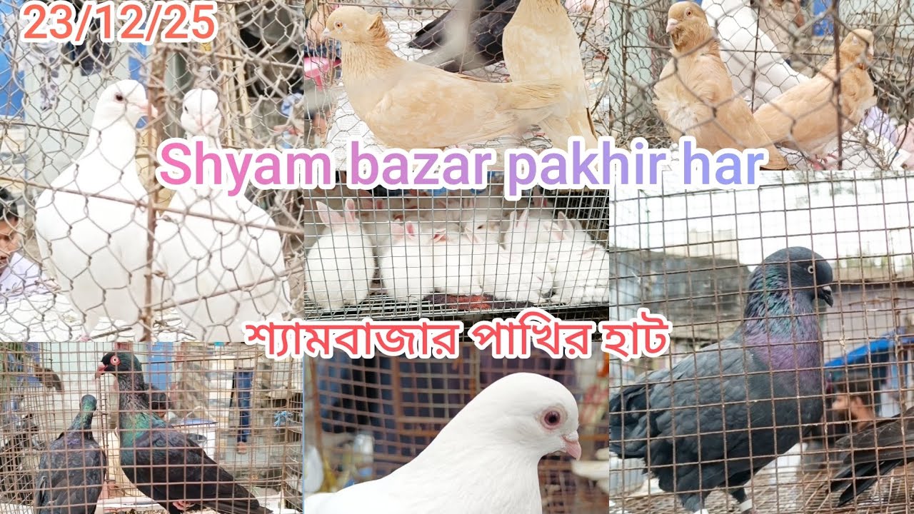 পশ্চিমবঙ্গে সবচেয়ে বড় পাখির হাট 💯 শ্যামবাজার পাখির হাট কেউ চিনে টালা হাট 💯 Shyam bazar pigeon har💯