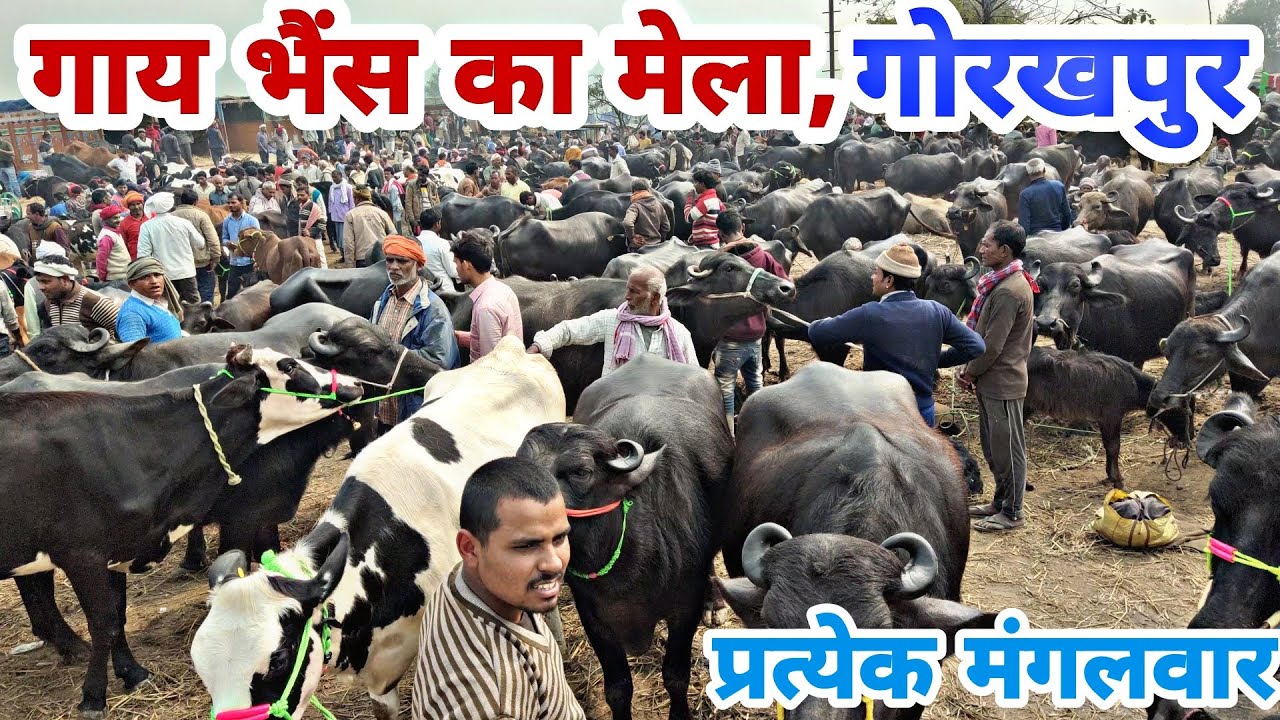 Cow Buffalo Mandi Gorakhpur Market| Gorakhpur Bhais Mela Chhapiya Pashu Mandi|