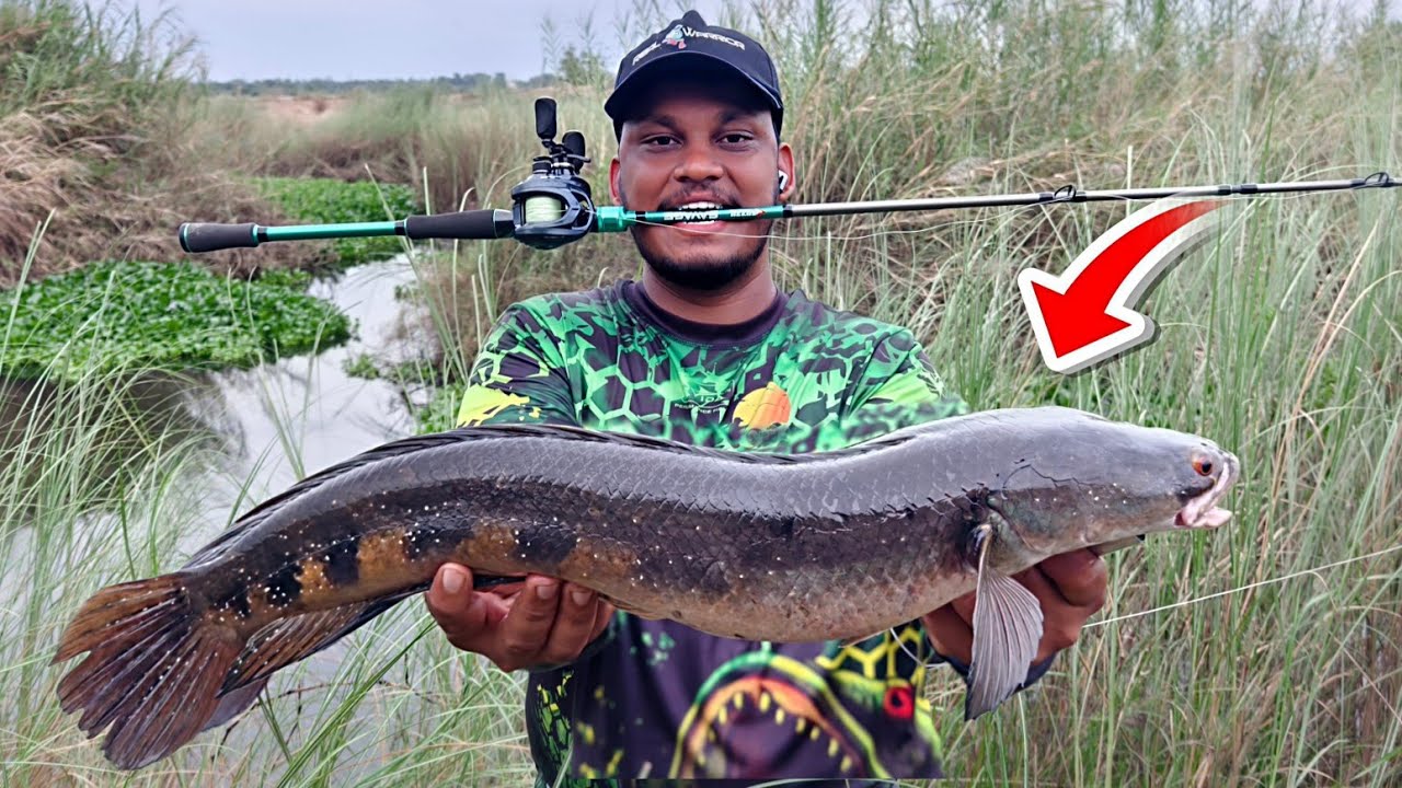 காவேரி ஆற்றில் உள்ள நாட்டு அவுரி மீனை வேட்டையாட போறோம்  | Viral Fish Hunting with Jam Frog Lure