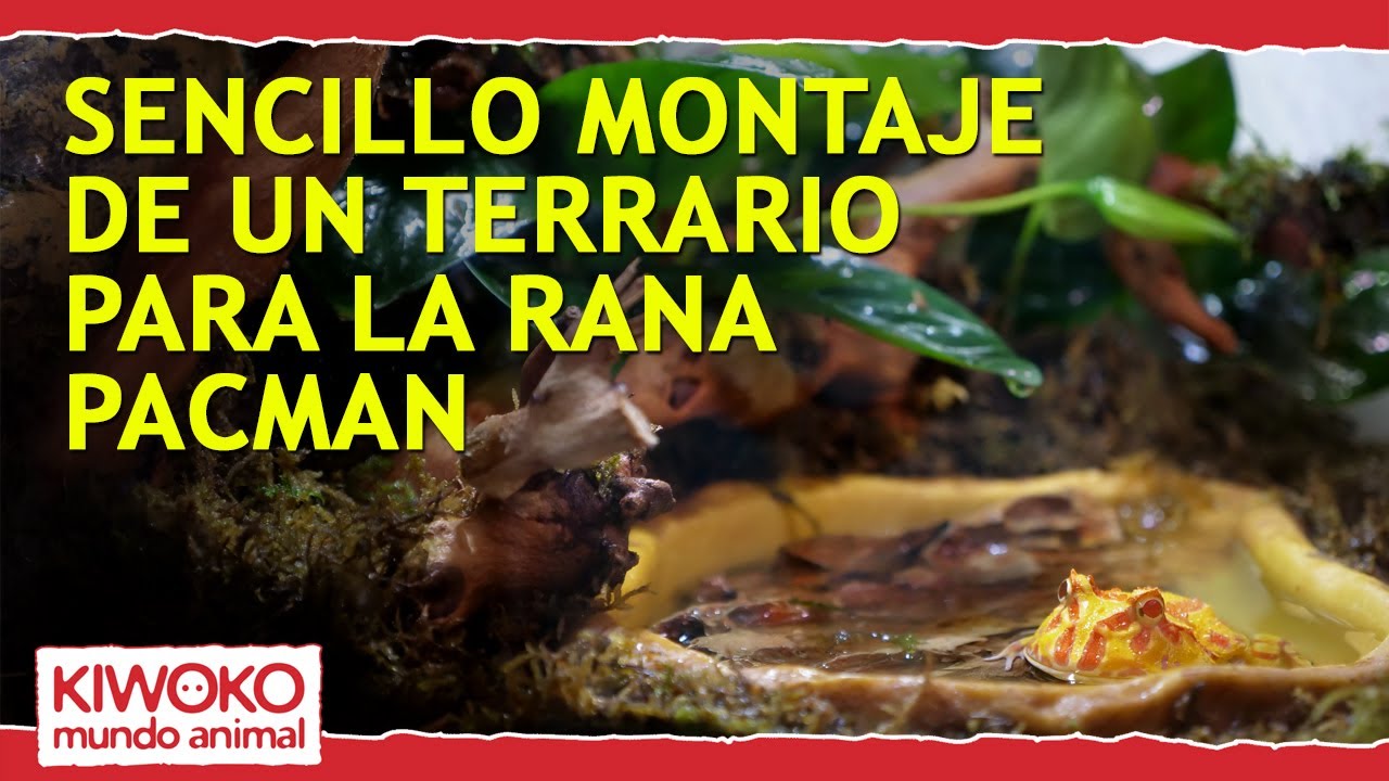 TERRARIO para RANA Pacman 🐸🌿🗿【FÁCIL Y RÁPIDO】