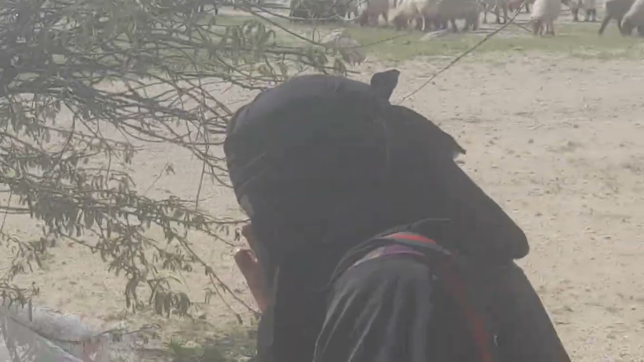 ام طلال مع الغنم. وقصيد