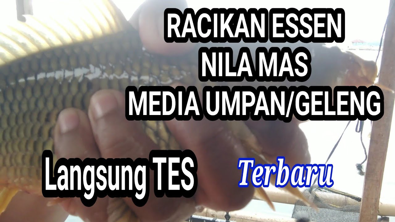 RACIKAN ESSEN IKAN NILA MAS MEDIA PELET UMPAN GELENG