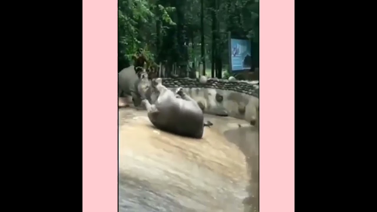 Poor bull slipped out badly