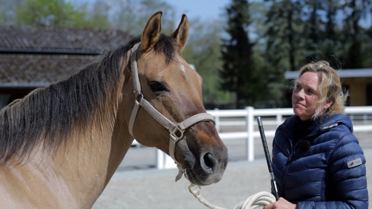 Pferd zu dick und kann schlecht laufen – Quarter Horse Stute soll gesundes Freizeitpferd werden