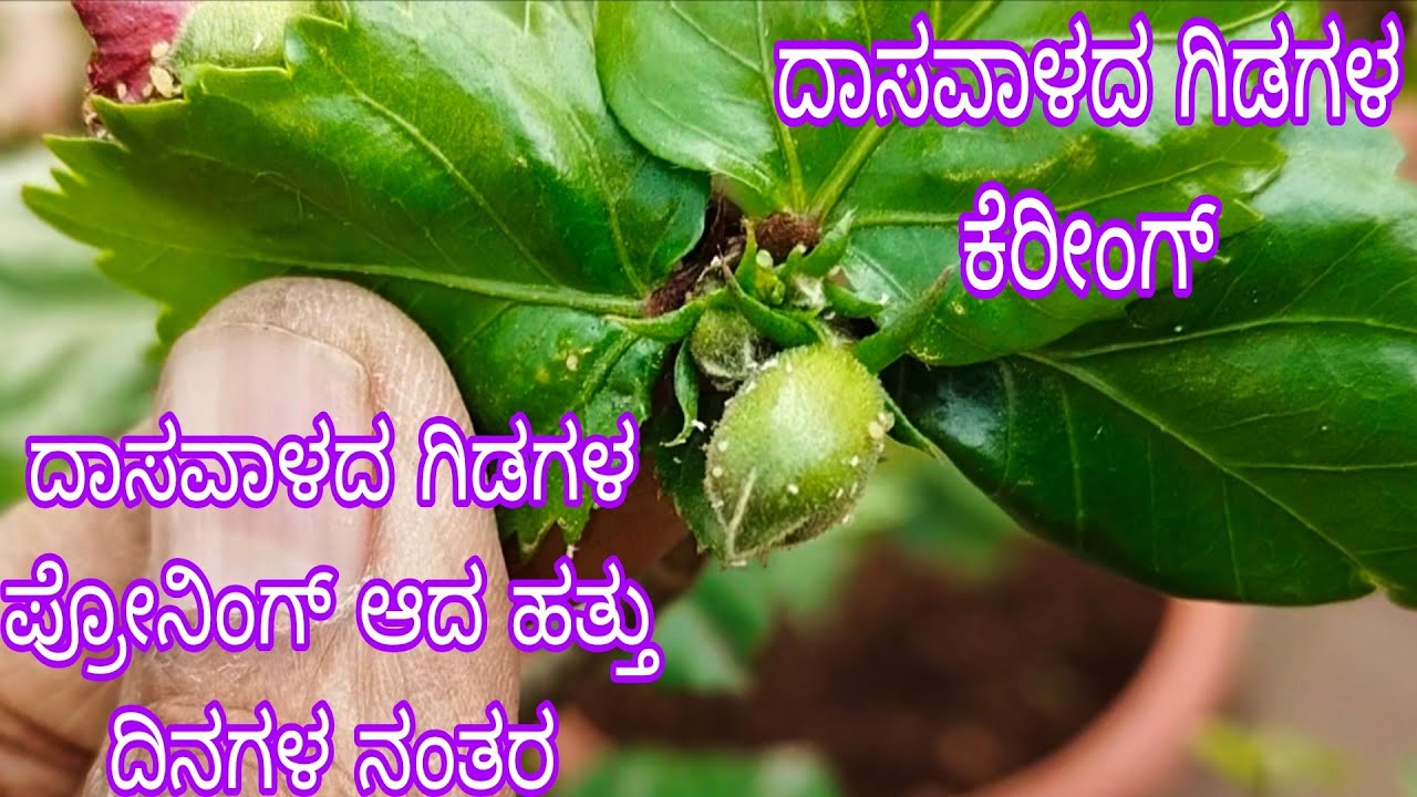 #ಪ್ರೂನ್_ಮಾಡಿದ_ದಾಸವಾಳ_ಗಿಡಗಳ_ಕೇರಿಂಗ್//