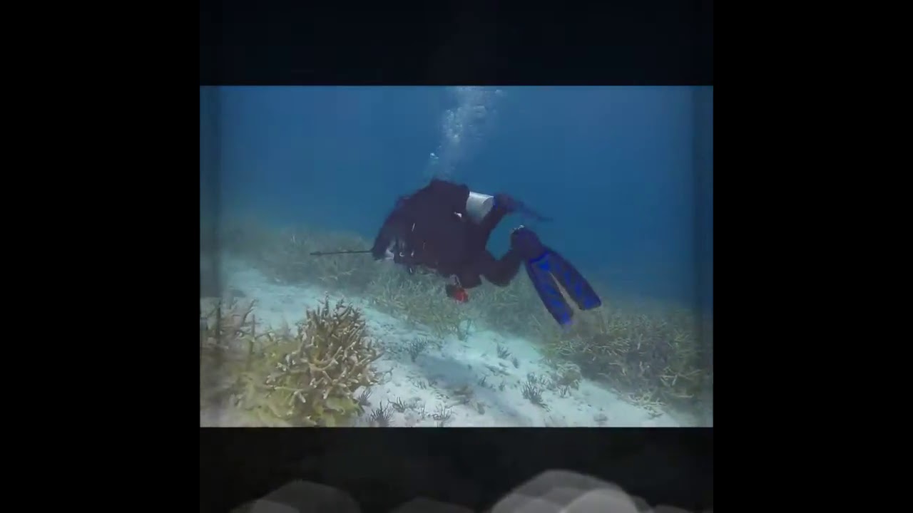 Diver Over Staghorn Coral