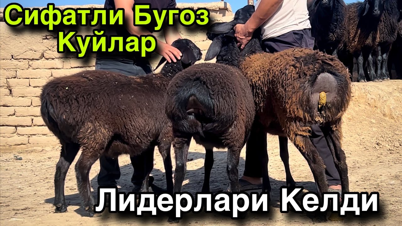 Бунакаси Булмаган! ☎️+998 99 450 2997 ☎️+998 99 120 4079