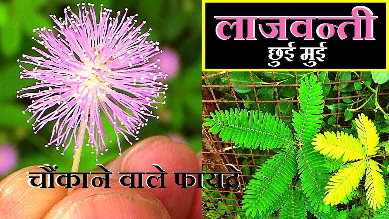 लाजवन्ती, छुई मुई, चौंकाने वाले फायदे│Touch Me Not, Mimosa Pudica on Health Channel By Vishal Sathye