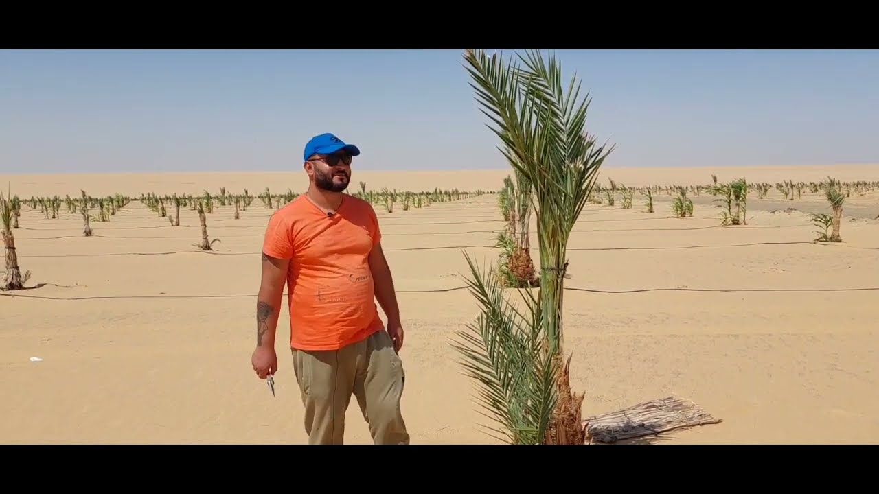 نجاح زراعة النخيل المجدول بالفرافرة  مع المتألق أ. ايمن بخيت
