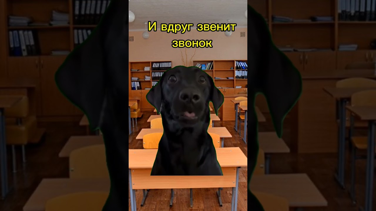 Котяру спас звонок #мем #cat #рек #youtube #viralvideo