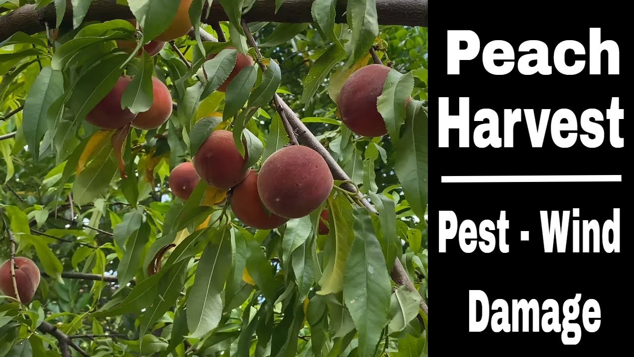 Harvesting Peaches Before It's Too Late!